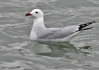 Audouinsmeeuw   A.Bender : SPANJE 2012 60D